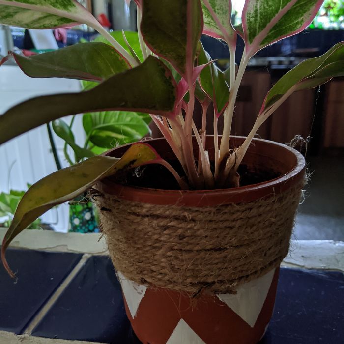 The Chinese Lipstick Plant