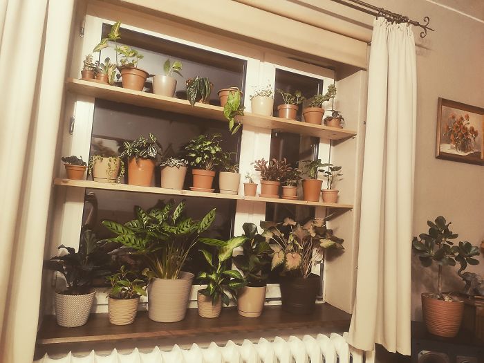 I Don't Have A Favorite One, I'm Full-On Crazy Plant Lady (That's Not Even All Of Them)