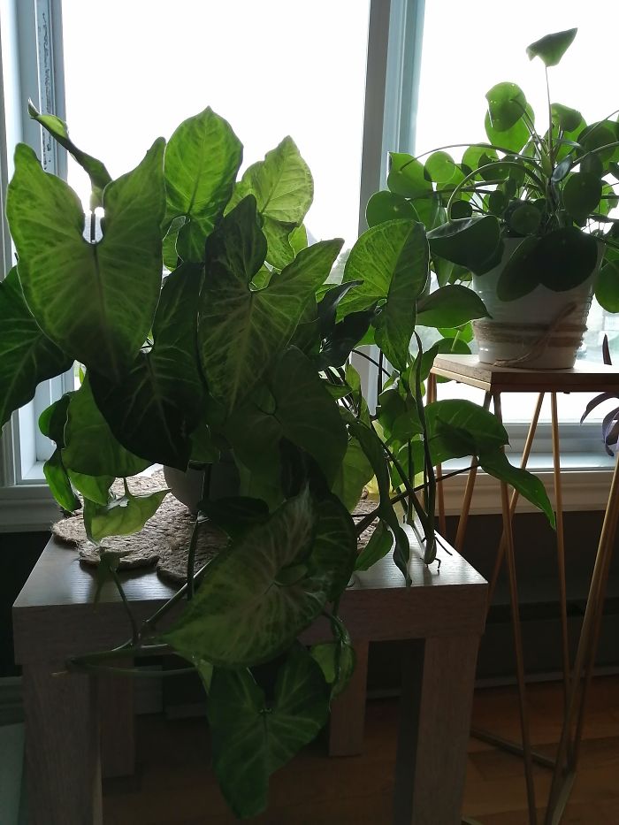 Crazy Plant Lady! Happy To Learn That I'm Not The Only One!