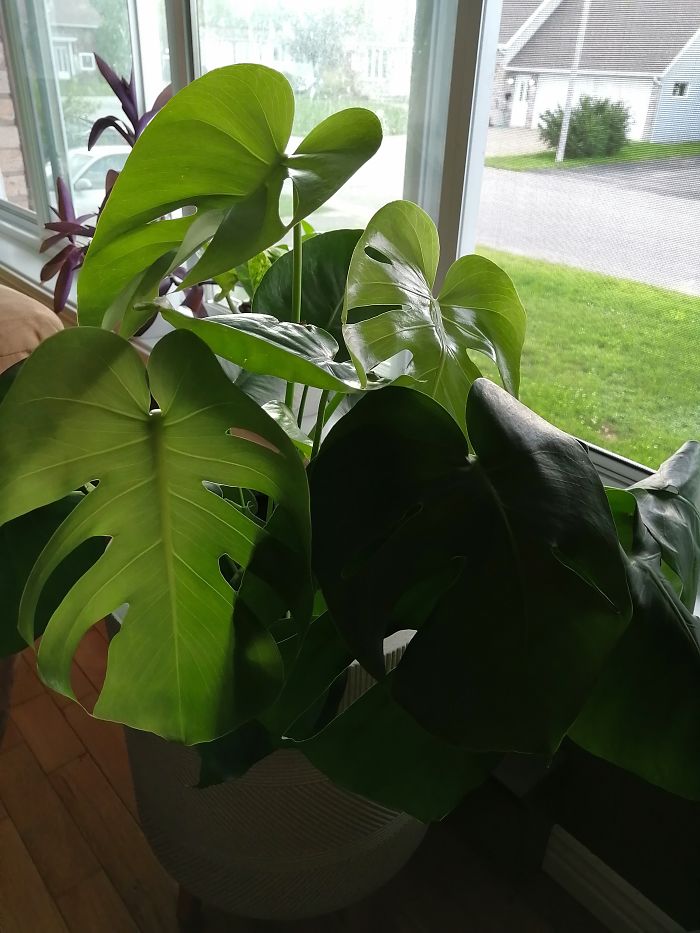 Saved A Montesera! And Bunch Of New Plants As Well.... Again!