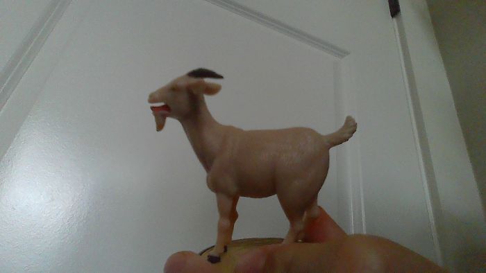 This Freaking Goat. It Screams.