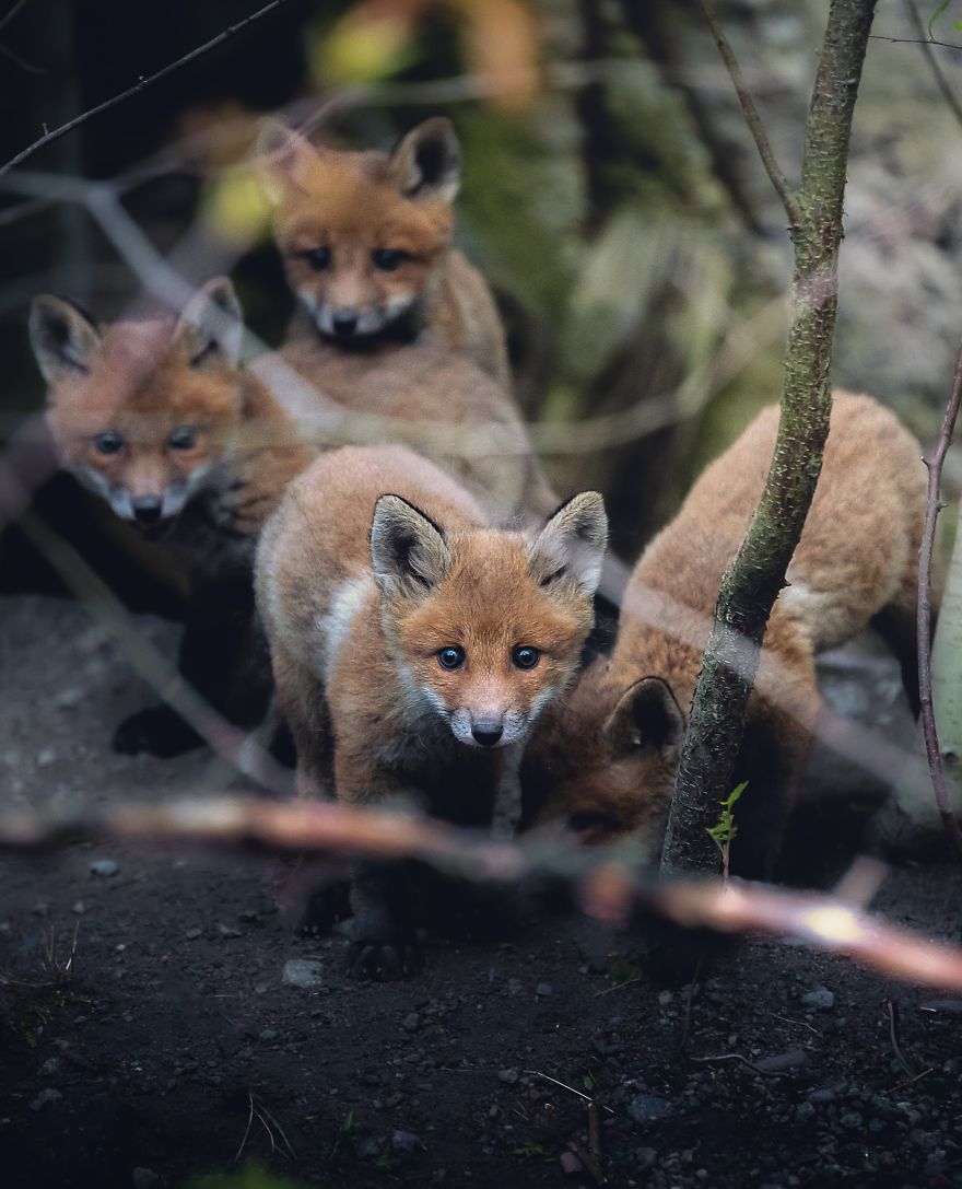 Wildlife-Photography-Red-Foxes-Finland-Ian-Granstrom
