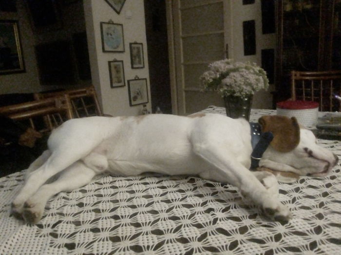 Leo Find Most Comfy Place For Sleeping