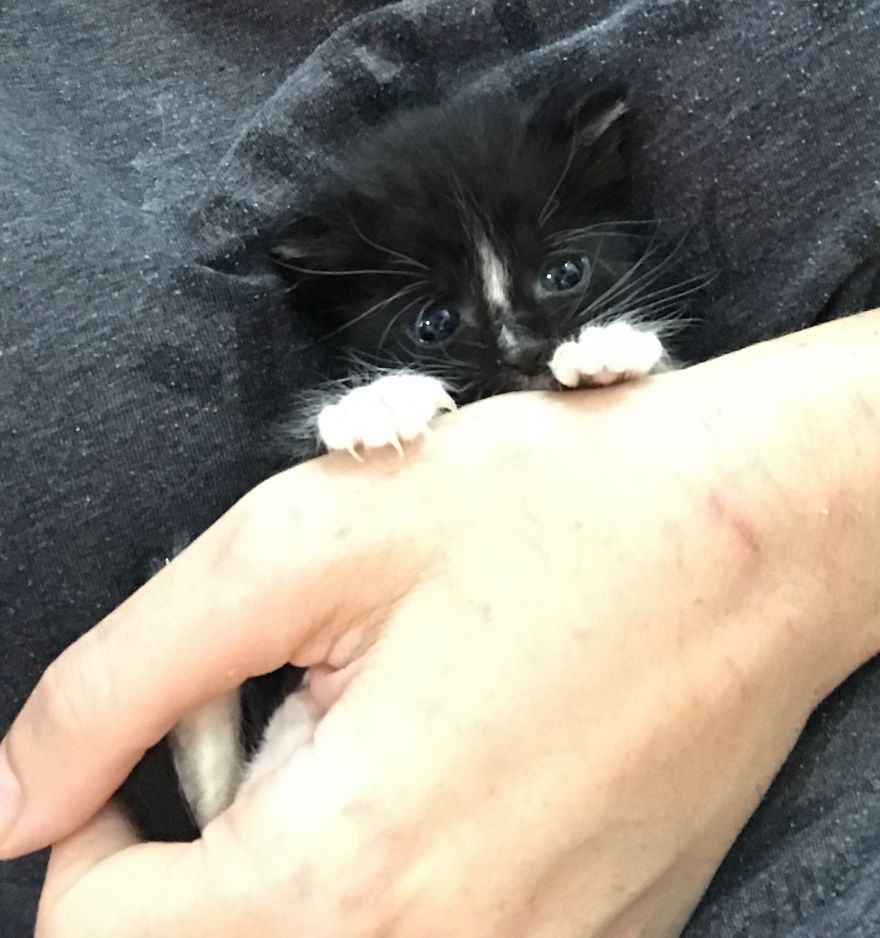 My 18 Pics Of Two Kittens That I Adopted During The Pandemic