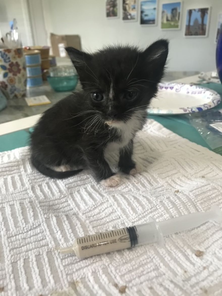 My 18 Pics Of Two Kittens That I Adopted During The Pandemic