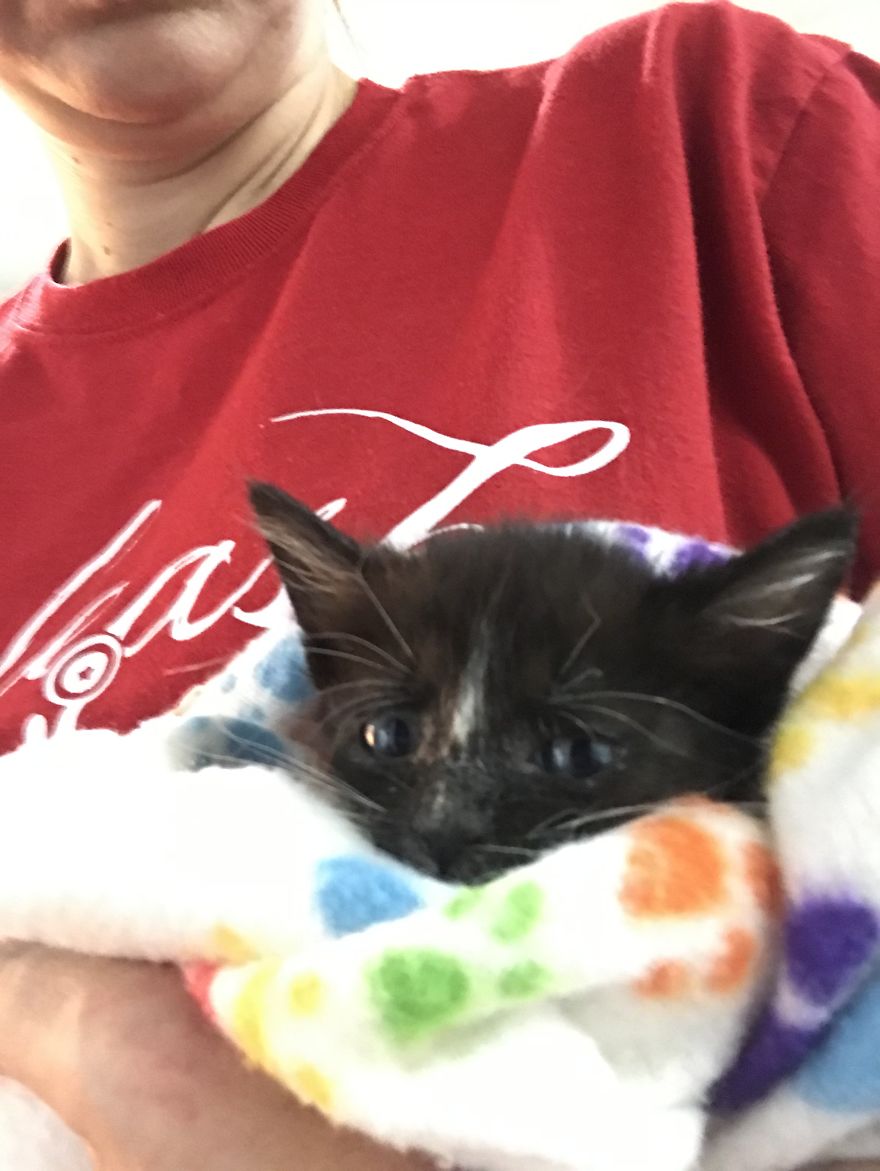 My 18 Pics Of Two Kittens That I Adopted During The Pandemic