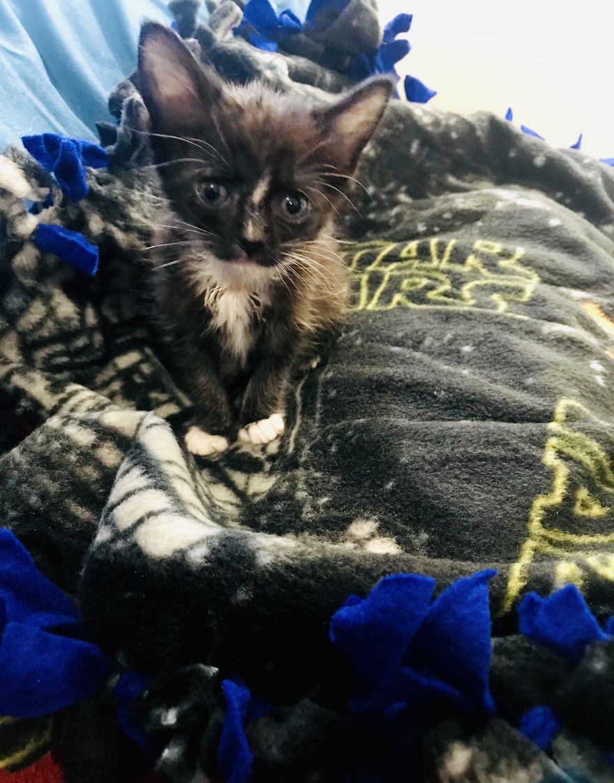 My 18 Pics Of Two Kittens That I Adopted During The Pandemic