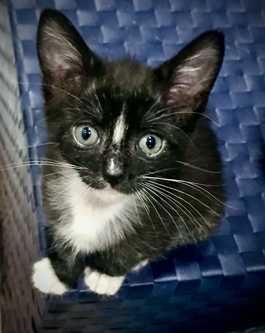 My 18 Pics Of Two Kittens That I Adopted During The Pandemic My 18 Pics Of Two Kittens That I Adopted During The Pandemic