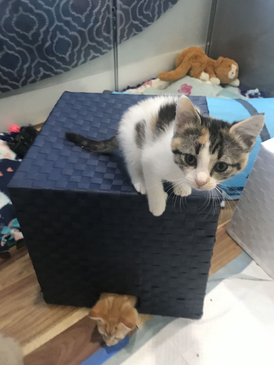 My 18 Pics Of Two Kittens That I Adopted During The Pandemic My 18 Pics Of Two Kittens That I Adopted During The Pandemic