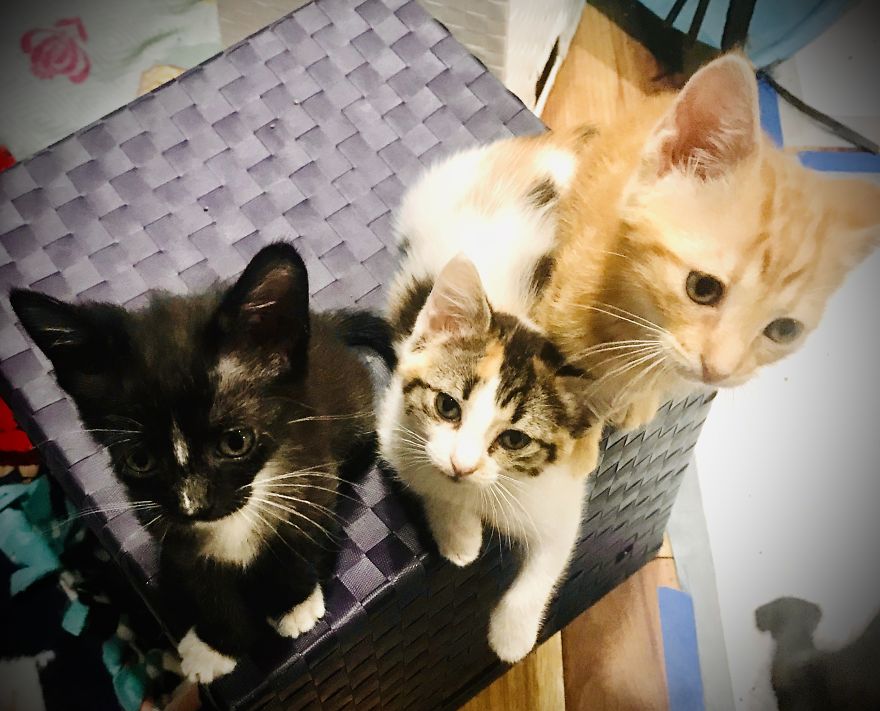 My 18 Pics Of Two Kittens That I Adopted During The Pandemic