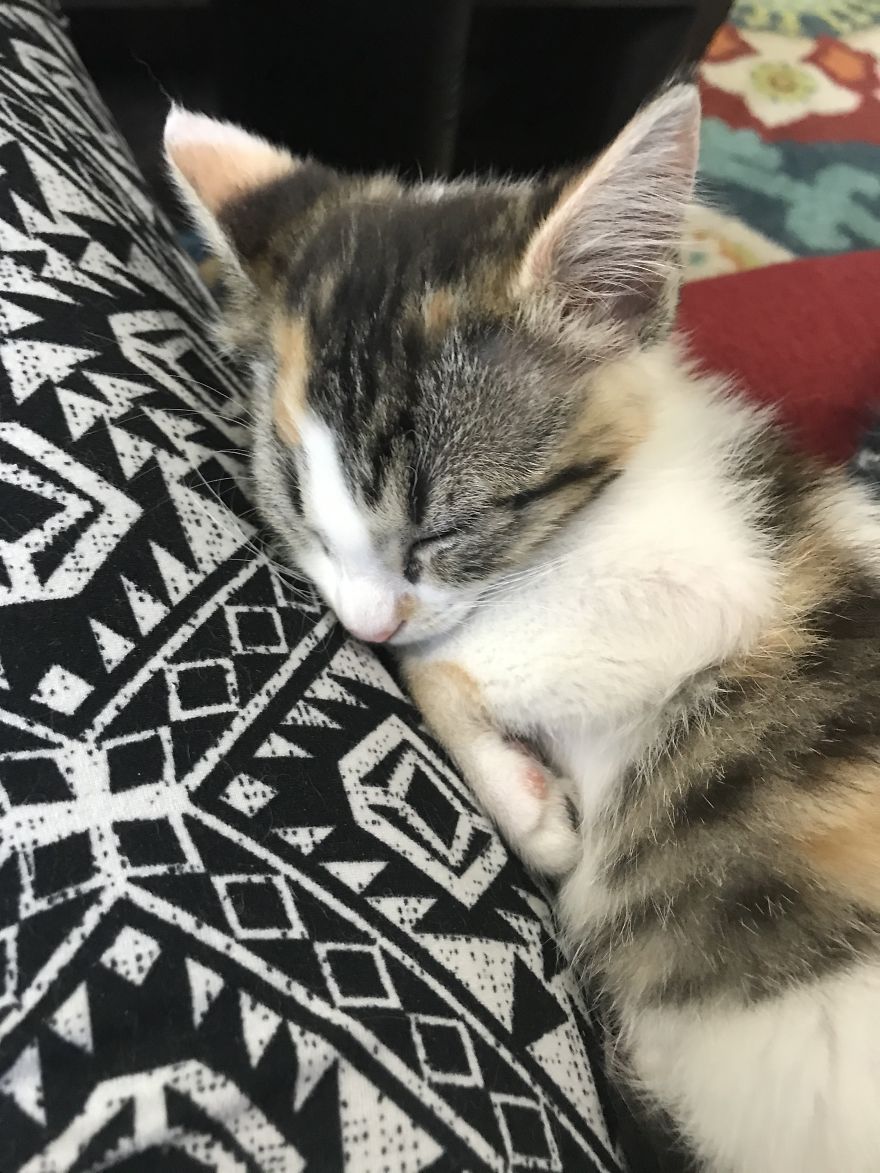 My 18 Pics Of Two Kittens That I Adopted During The Pandemic My 18 Pics Of Two Kittens That I Adopted During The Pandemic