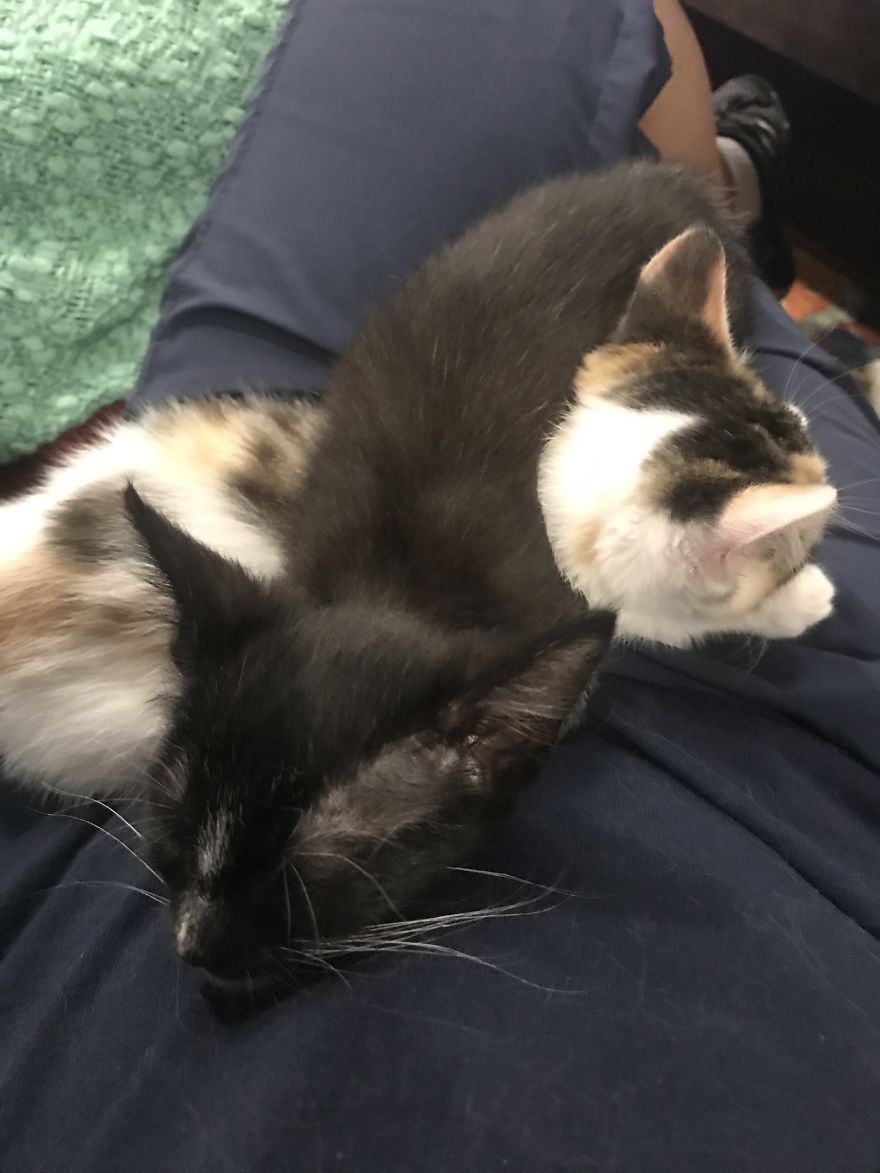 My 18 Pics Of Two Kittens That I Adopted During The Pandemic
