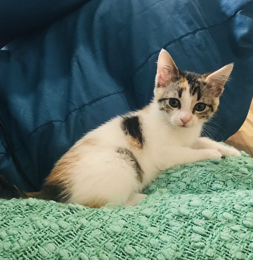 My 18 Pics Of Two Kittens That I Adopted During The Pandemic My 18 Pics Of Two Kittens That I Adopted During The Pandemic