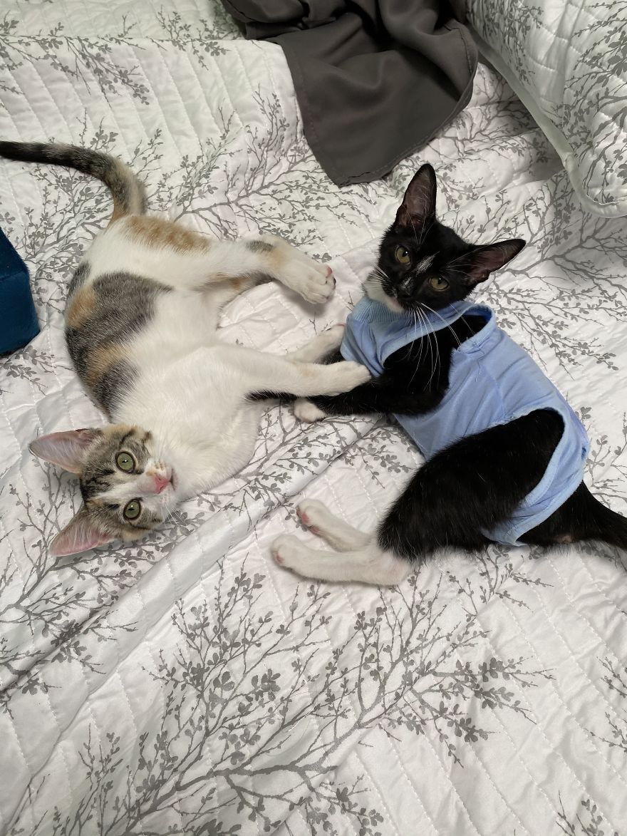 My 18 Pics Of Two Kittens That I Adopted During The Pandemic
