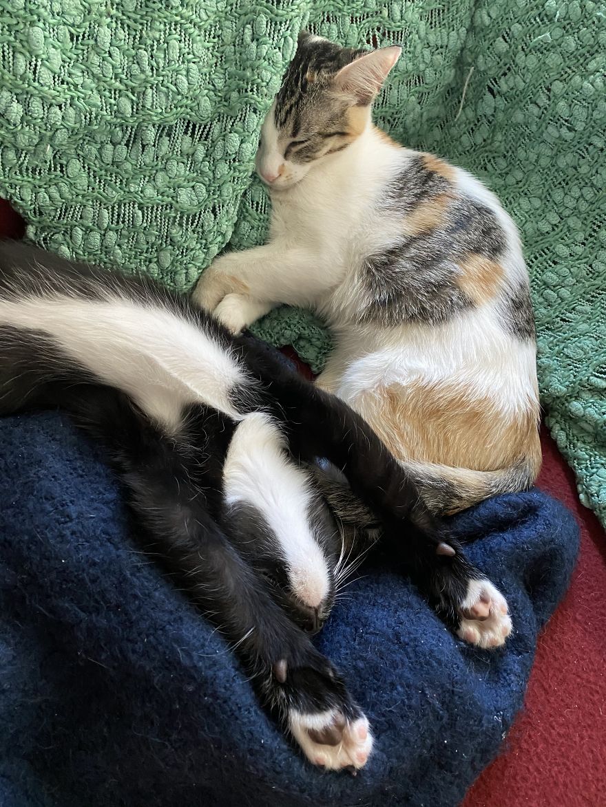 My 18 Pics Of Two Kittens That I Adopted During The Pandemic My 18 Pics Of Two Kittens That I Adopted During The Pandemic