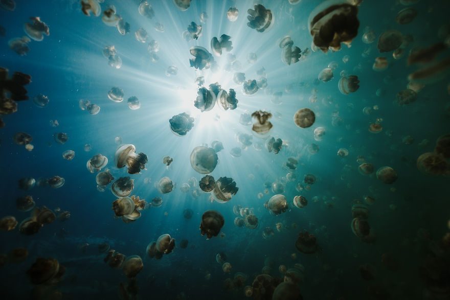 Swimming With Jellyfish In Indonesia's Rare Marine Lakes Swimming With Jellyfish In Indonesia's Rare Marine Lakes