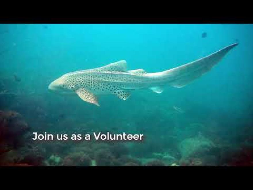 Marine Life Conservation Project Ao Nang Krabi By Poseidon Dive Center