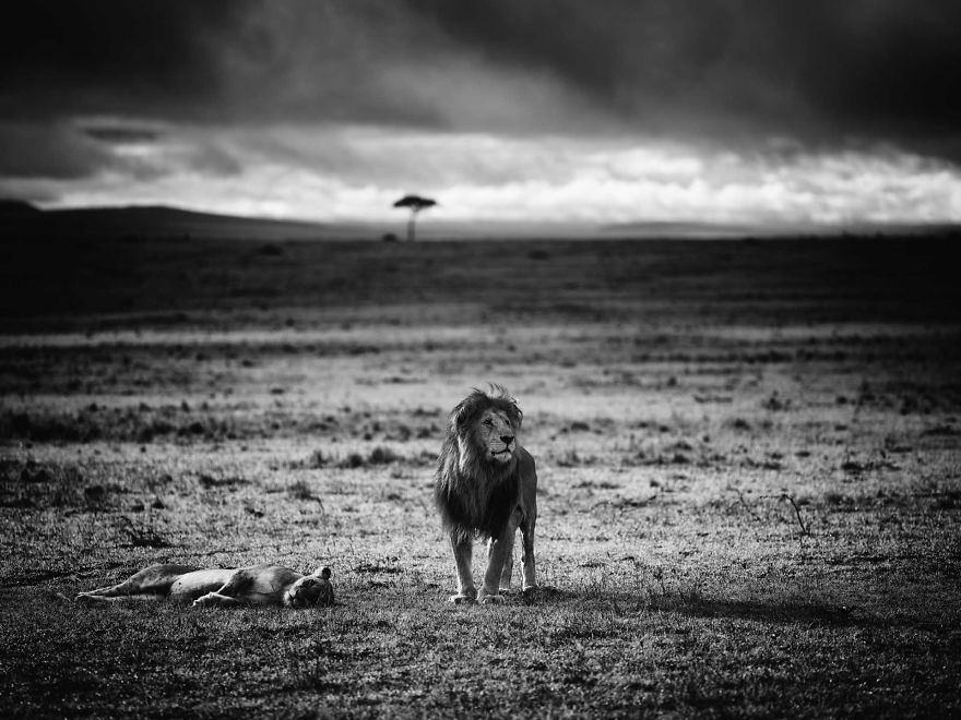 Duke And Duchess, Masai Mara, Kenya