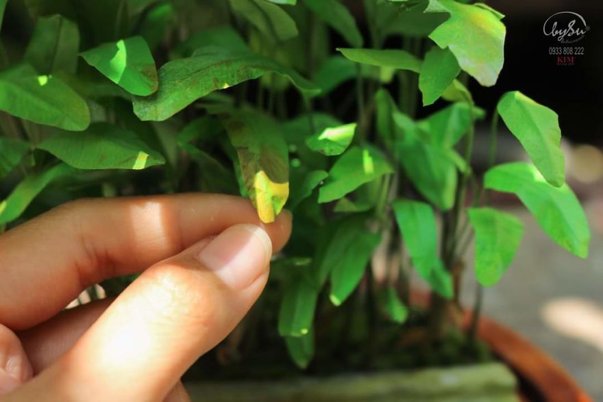 Love Is Always Young Love Is Always Young