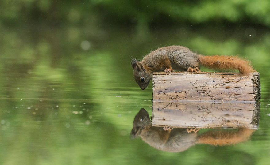 I Captured Squirrels Looking In The Water As If They Were Looking In The Mirror (14 Pics)