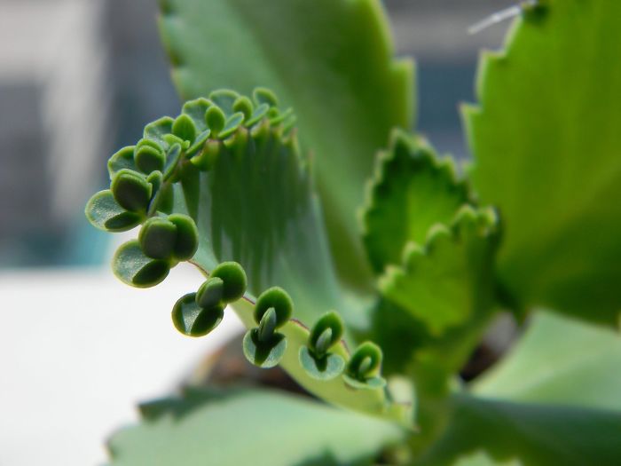 My Mother Of Millions- Grows Babies On Her Leaves