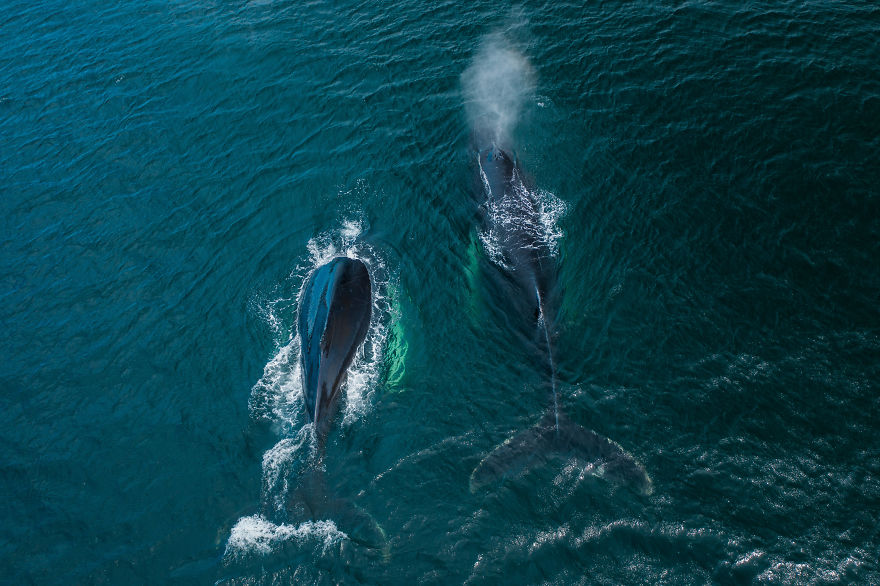 When Dozens Of Whales Arrived In My Town, I Took Out My Drone To Take These 21 Pics When Dozens Of Whales Arrived In My Town, I Took Out My Drone To Take These 21 Pics