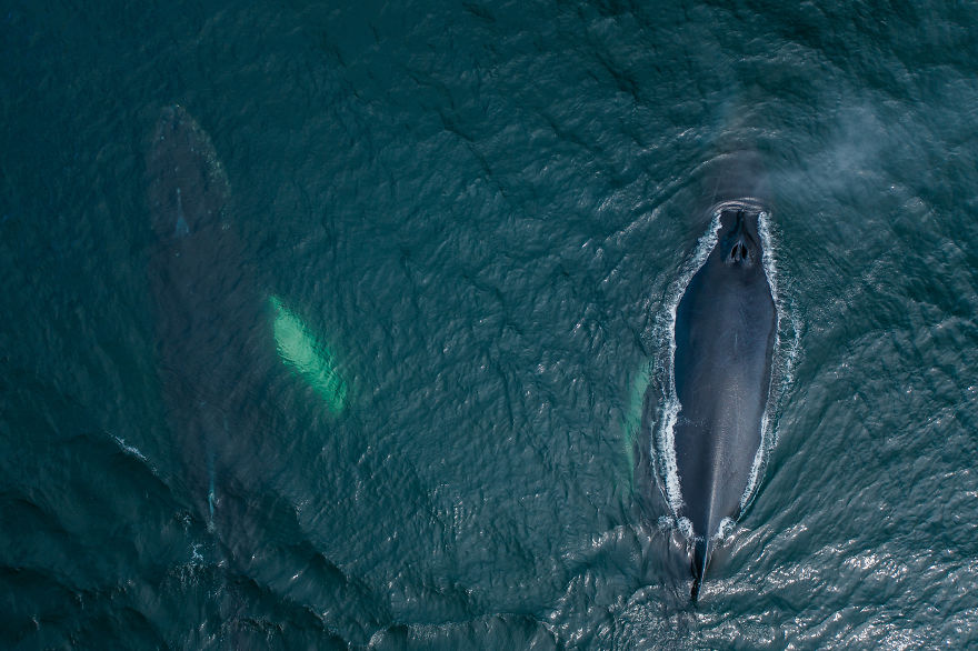 When Dozens Of Whales Arrived In My Town, I Took Out My Drone To Take These 21 Pics