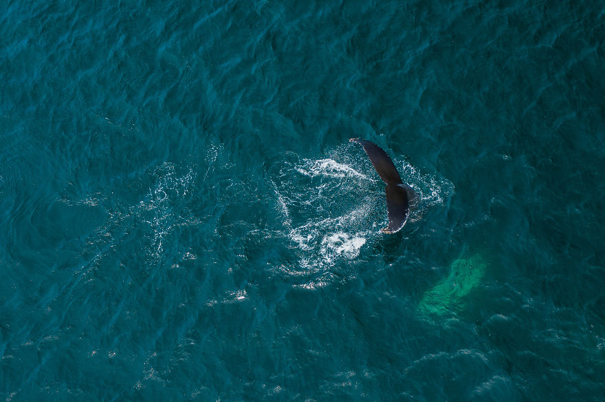 When Dozens Of Whales Arrived In My Town, I Took Out My Drone To Take These 21 Pics