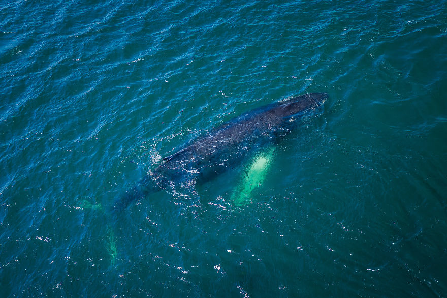 When Dozens Of Whales Arrived In My Town, I Took Out My Drone To Take These 21 Pics When Dozens Of Whales Arrived In My Town, I Took Out My Drone To Take These 21 Pics