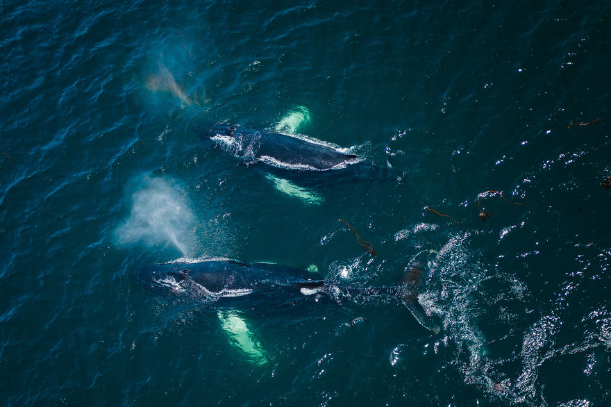 When Dozens Of Whales Arrived In My Town, I Took Out My Drone To Take These 21 Pics When Dozens Of Whales Arrived In My Town, I Took Out My Drone To Take These 21 Pics