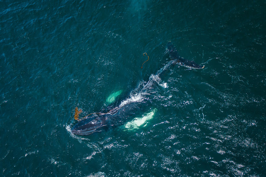 When Dozens Of Whales Arrived In My Town, I Took Out My Drone To Take These 21 Pics