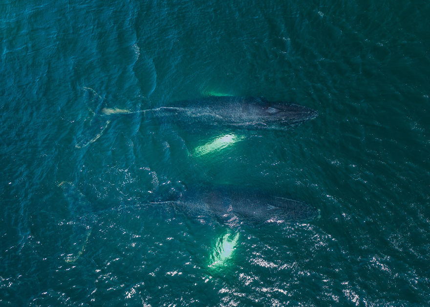 When Dozens Of Whales Arrived In My Town, I Took Out My Drone To Take These 21 Pics When Dozens Of Whales Arrived In My Town, I Took Out My Drone To Take These 21 Pics