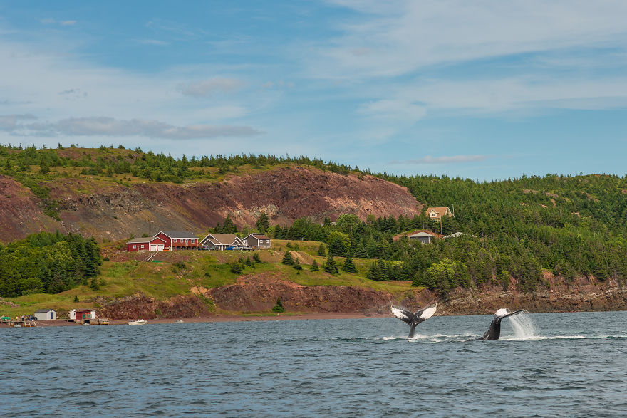 When Dozens Of Whales Arrived In My Town, I Took Out My Drone To Take These 21 Pics