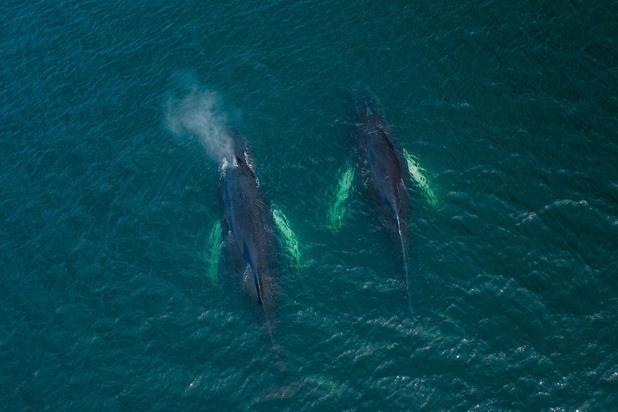 When Dozens Of Whales Arrived In My Town, I Took Out My Drone To Take These 21 Pics When Dozens Of Whales Arrived In My Town, I Took Out My Drone To Take These 21 Pics