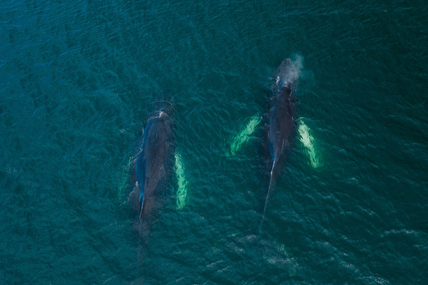 When Dozens Of Whales Arrived In My Town, I Took Out My Drone To Take These 21 Pics When Dozens Of Whales Arrived In My Town, I Took Out My Drone To Take These 21 Pics