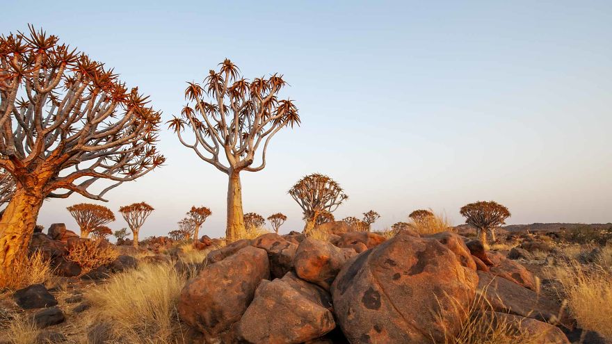 Quiver Tree Forest, Namibia