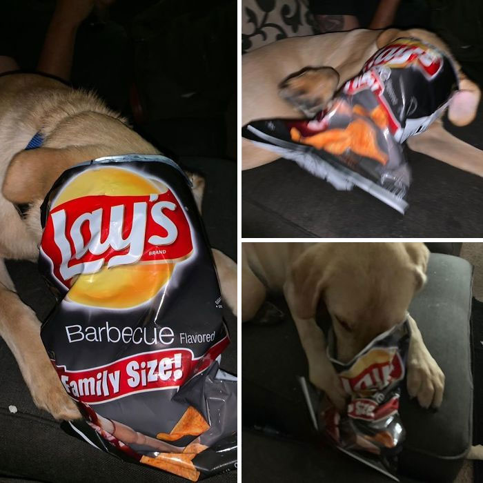 What Happens When You Try To Steal Chips.. Halp Meeee!!!!