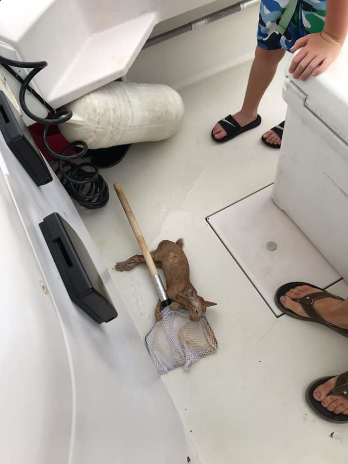Kitten That Was Struggling To Stay Afloat In The Gulf Of Mexico Gets Spotted By A Fishing Boat That Saves Its Life Kitten That Was Struggling To Stay Afloat In The Gulf Of Mexico Gets Spotted By A Fishing Boat That Saves Its Life