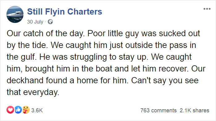 Kitten That Was Struggling To Stay Afloat In The Gulf Of Mexico Gets Spotted By A Fishing Boat That Saves Its Life Kitten That Was Struggling To Stay Afloat In The Gulf Of Mexico Gets Spotted By A Fishing Boat That Saves Its Life