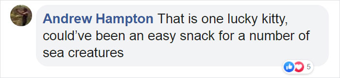 Kitten That Was Struggling To Stay Afloat In The Gulf Of Mexico Gets Spotted By A Fishing Boat That Saves Its Life Kitten That Was Struggling To Stay Afloat In The Gulf Of Mexico Gets Spotted By A Fishing Boat That Saves Its Life