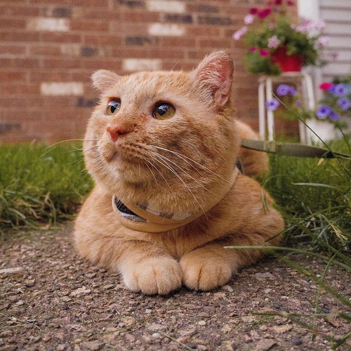 After Convincing Landlord, Woman Brings The Saddest Stray Cat Home, A Year Later, He’s Unrecognizable After Convincing Landlord, Woman Brings The Saddest Stray Cat Home, A Year Later, He’s Unrecognizable