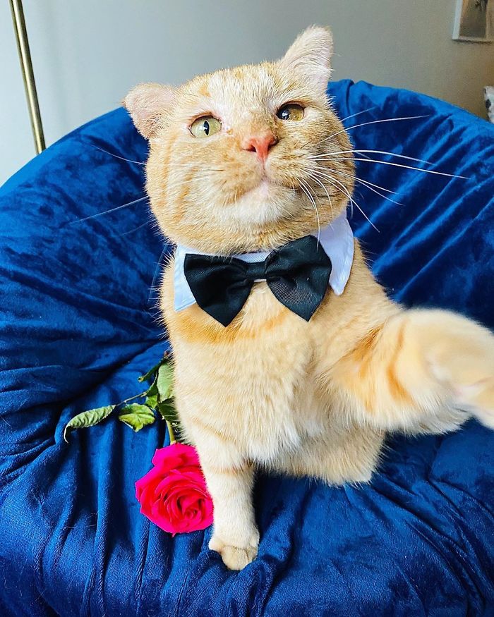 After Convincing Landlord, Woman Brings The Saddest Stray Cat Home, A Year Later, He’s Unrecognizable After Convincing Landlord, Woman Brings The Saddest Stray Cat Home, A Year Later, He’s Unrecognizable