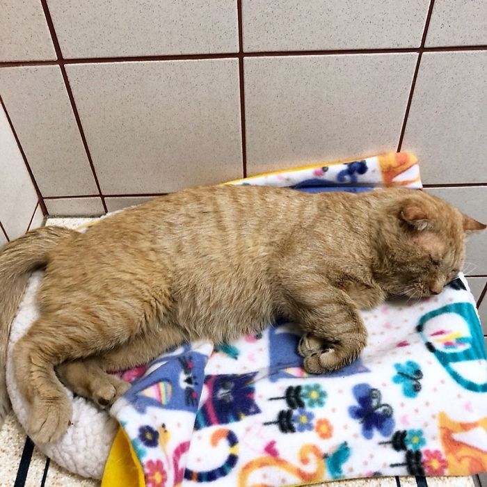 After Convincing Landlord, Woman Brings The Saddest Stray Cat Home, A Year Later, He’s Unrecognizable After Convincing Landlord, Woman Brings The Saddest Stray Cat Home, A Year Later, He’s Unrecognizable