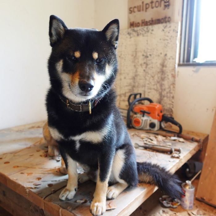 Cute Video Shows Dog Trying To Blend In Between Animal Sculptures