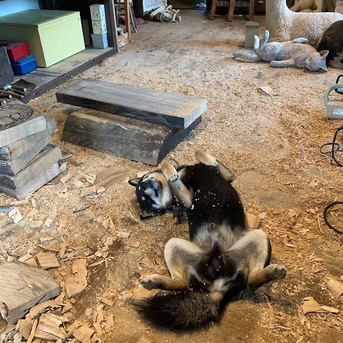 Cute Video Shows Dog Trying To Blend In Between Animal Sculptures