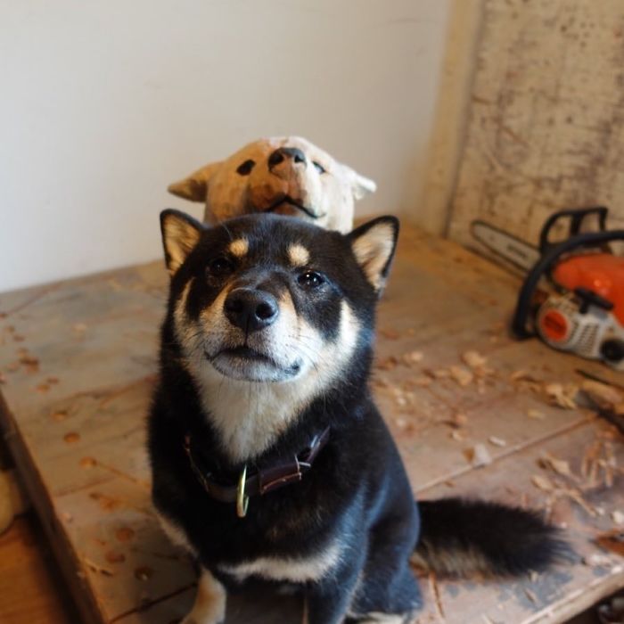 Cute Video Shows Dog Trying To Blend In Between Animal Sculptures Cute Video Shows Dog Trying To Blend In Between Animal Sculptures