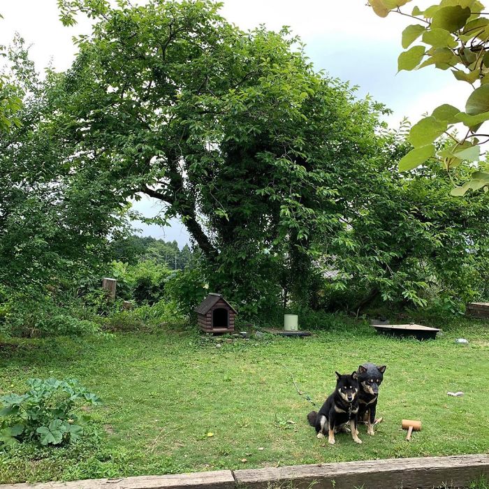 Cute Video Shows Dog Trying To Blend In Between Animal Sculptures