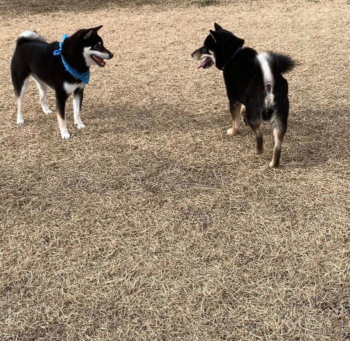 Cute Video Shows Dog Trying To Blend In Between Animal Sculptures Cute Video Shows Dog Trying To Blend In Between Animal Sculptures