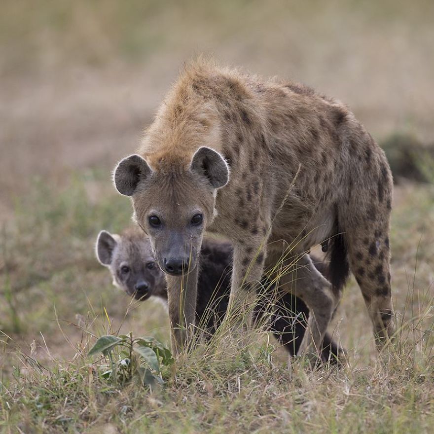 This Russian Photographer Travels To Dangerous Places To Show The Beauty Of Wildlife