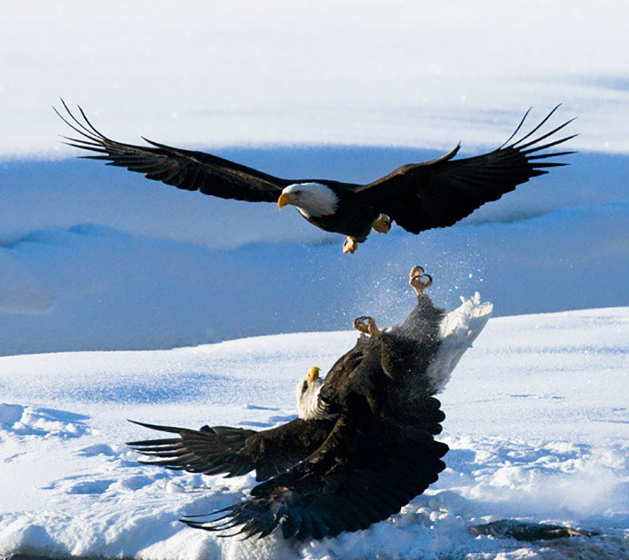 This Russian Photographer Travels To Dangerous Places To Show The Beauty Of Wildlife